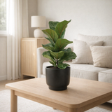 Ficus Lyrata - Ø12cm - ↕30cm + Pot Potenza D13x11cm - Noir en situation