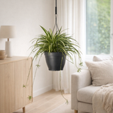 Chlorophytum com 'vittatum' air so pure® - Ø19cm - ↕60cm en situation