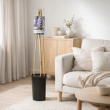 Wisteria sinensis - Ø17cm - ↕75cm en situation