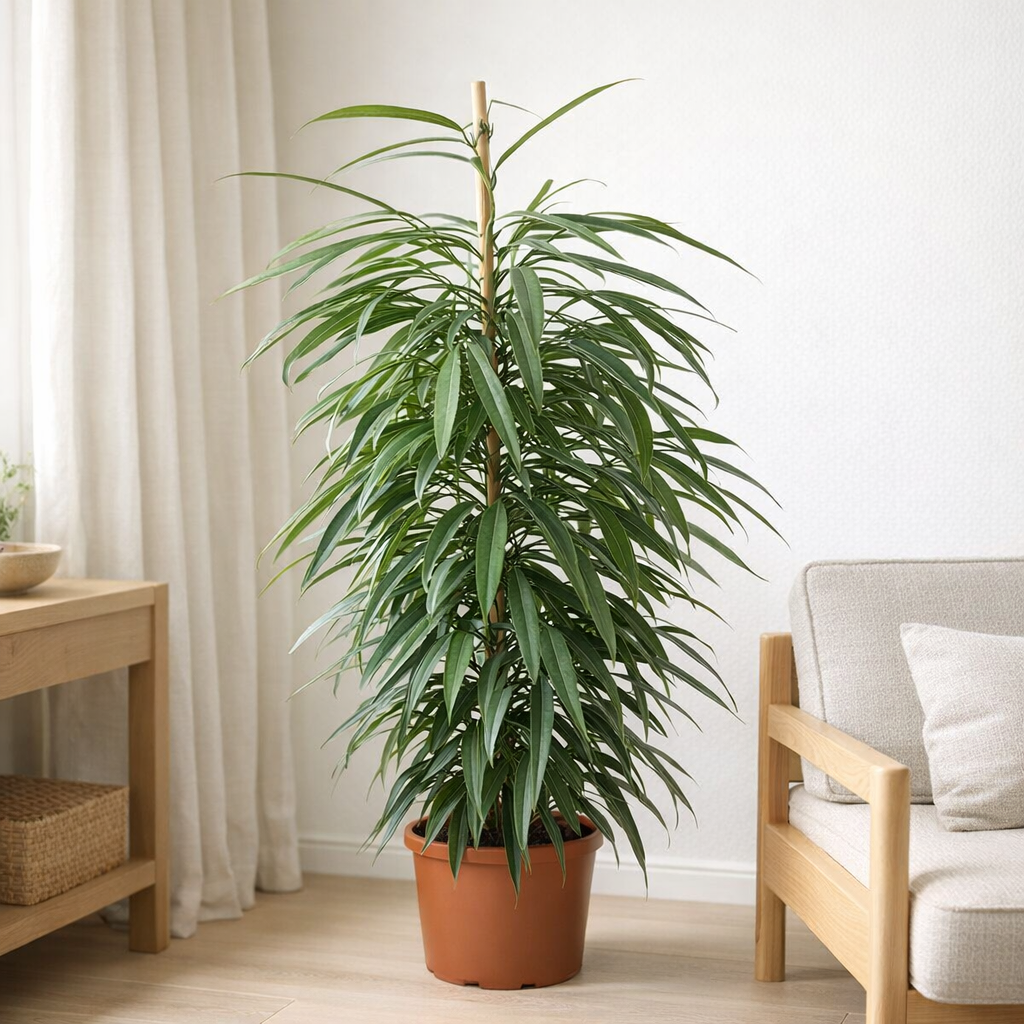 Le fichier de 21 cm 21 cm - Ø21cm - ↕100cm en situation