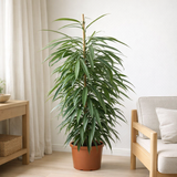 Le fichier de 21 cm 21 cm - Ø21cm - ↕100cm en situation