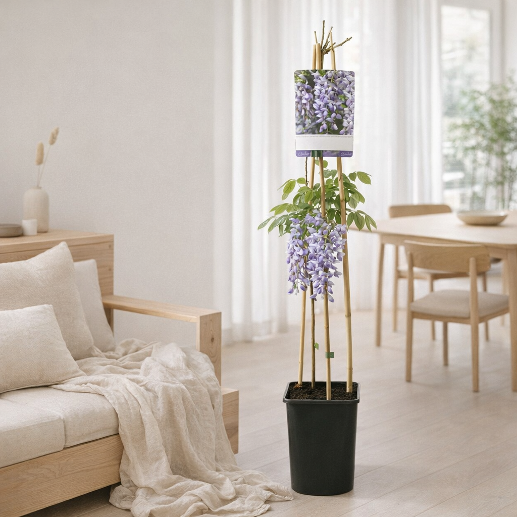 Wisteria sinensis - Ø17cm - ↕75cm en situation
