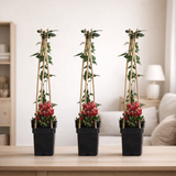 Lot de 3 lonicera japonica rouge 65 cm Ø15 cm en situation