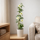 3x - Blue passiflora - ↨65cm - Ø15 en situation