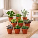Everpring - Succulent Mix - 18 pièces - 10 cm - Ø8.5 en situation