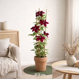 4x - Clematis Rouge Cardinal - ↨65cm - Ø15 en situation