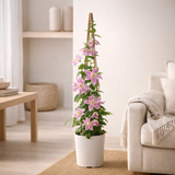 3x - Clematis Hagley Hybrid - ↨65cm - Ø15 en situation