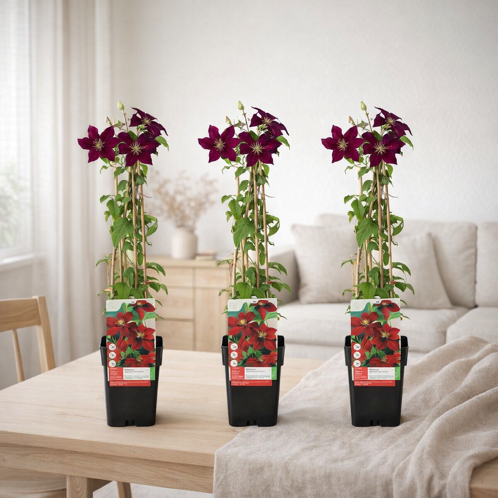 3x - Clematis niobe - ↨65cm - Ø15 en situation