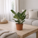Ficus bengalensis - Ø12cm - ↕25cm en situation