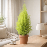 Cupressus Goldcrest Wilma en pot Ø17 cm vert en situation