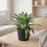 Vriesea Nova - Ø19cm - ↕35cm en situation
