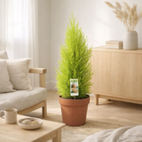 Cupressus Goldcrest Wilma - Ø21cm - ↕70cm en situation
