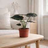 ALOCASIA DRAGON SCALE - Ø17cm - ↕35cm en situation
