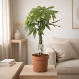 Pachira Aquatica - Ø21cm - ↕90cm en situation
