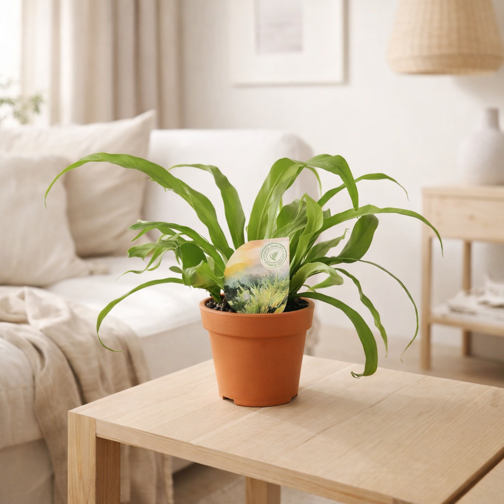 Asplenium Old - Ø12cm - ↕30cm en situation