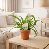 Asplenium Old - Ø12cm - ↕30cm en situation