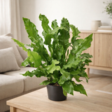 Microsorum diversifolium - Ø23 cm - ↕60cm en situation
