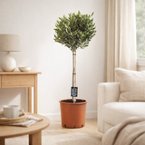 Olea olive - Ø22cm - ↕100cm en situation