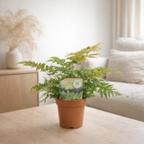 Dryopteris erythrosora - Ø12cm - ↕35cm en situation