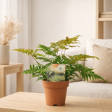 Dryopteris erythrosora - Ø12cm - ↕35cm en situation