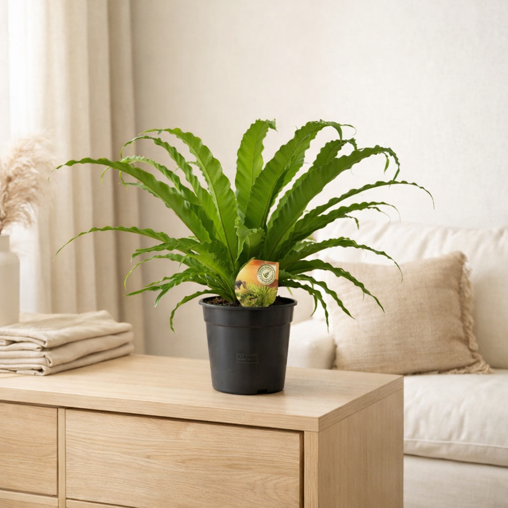 Asplenium Osaka - Ø17cm - ↕40cm en situation