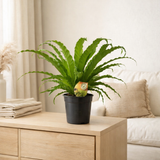 Asplenium Osaka - Ø17cm - ↕40cm en situation
