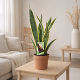 Sansevieria Lawrence - Ø14cm - ↕50cm en situation