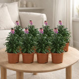 ERYSIMUM 'Purple Glow' - 8 stuks - Ø12cm - ↕30cm en situation