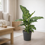 Dieffenbachia 'Spotty' - Ø17cm - ↕75cm en situation