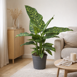 Dieffenbachia 'Spotty' - Ø17cm - ↕75cm en situation