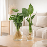 Lot de 2 plantes en cylindre de verre en situation