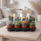 Cactus Mix P12 - 6 stuks - Ø12cm - ↕20cm en situation