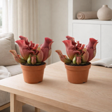 Sarracenia Maroon - 2 stuks - Ø12cm - ↕23cm en situation