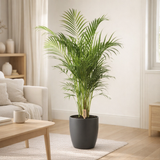 Dypsis Lutescens (Areca) - Ø24cm - ↕110cm + pot Bruxelles D25x23cm - Antraciet en situation