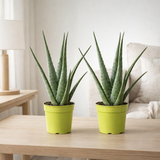 Aloe Vera - 2 pièces - Ø15cm - ↕65cm en situation