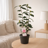 Camellia japonica 'Bonomiana' 15 cm - 1 pièce - Ø15cm - ↕50cm en situation