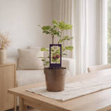 Ficus brun Turquie Ø15 cm en situation