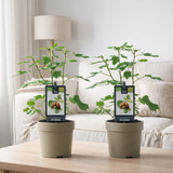 Ficus Précoce de Dalmatie (15020) - 2 pièces - Ø15cm - ↕40 cm en situation