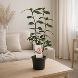 Camellia japonica 'Bonomiana' 15 cm - 1 pièce - Ø15cm - ↕50cm en situation