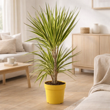 Dracaena Sunray - Ø17cm - ↕70cm en situation