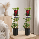 Lot de 2 rosiers grimpeurs rouges en pot Ø17 cm en situation