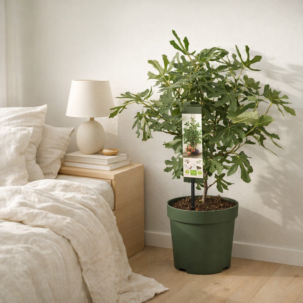 Ficus Carica 'Little Miss Figgy' Bio - Fig - Ø23cm - ↕50cm en situation