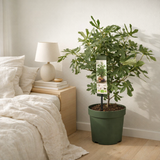 Ficus Carica 'Little Miss Figgy' Bio - Fig - Ø23cm - ↕50cm en situation