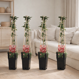 Lot de 4 loniceras japonica rouges en situation