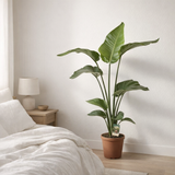 Strelitzia Nicolai - Ø1117cm - ↕90cm en situation