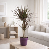 Dracaena Magenta - Ø17cm - ↕70cm en situation