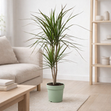 Dracaena Marginata - Ø17cm - ↕70cm en situation