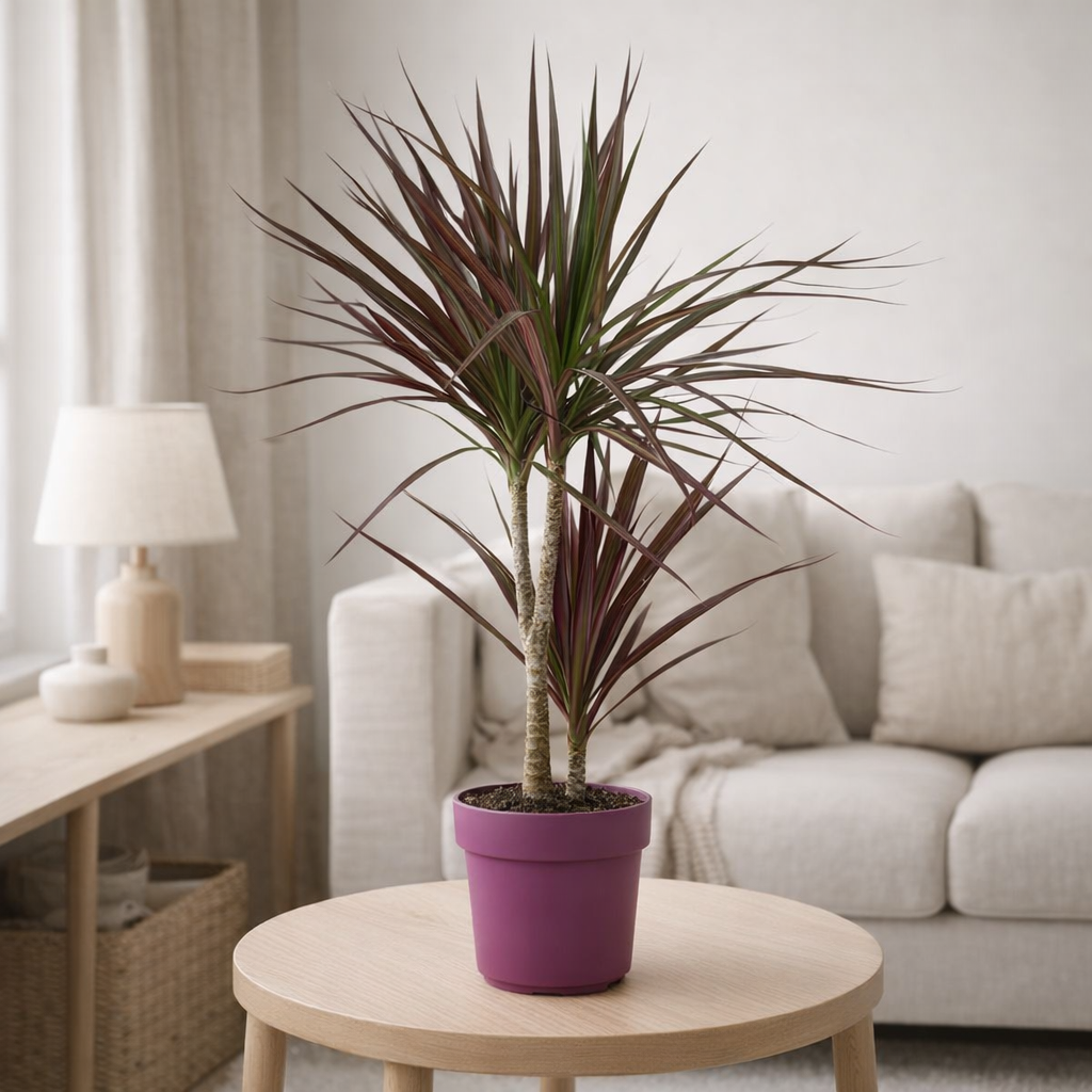 Dracaena Magenta - Ø17cm - ↕70cm en situation