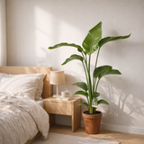Strelitzia Nicolai - Ø1117cm - ↕90cm en situation