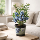 5x - Vaccinium CoryMbosum 'Blue' - ↨45cm - Ø13 en situation